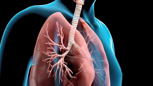 呼吸系统器官分为上呼吸道和下呼吸道空气呼吸信息结核渲染科学生理气管生物学胸部背景