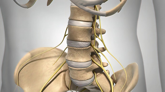 补间动画素材脊髓 盘片和神经系统障碍神经中枢神经系统动画磁盘神经学家器官骨刺疾病背景