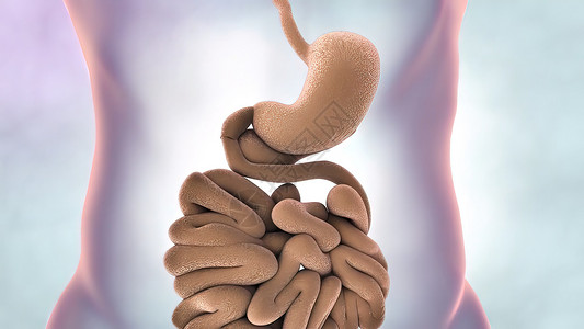 空肠消化系统 小肠子的一部分3d回肠插图消化渲染图像图形动态食管创造力背景