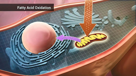 淀粉样蛋白脂肪酸氧化 即将脂肪酸转化为乙酰的线粒体氧化过程插图风暴基因电脉冲淀粉样细胞神经技术信号药品背景