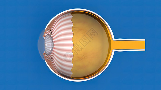 3D医疗眼解剖解剖学眼科鸢尾花疾病乳白色验光师卫生科学模拟组织背景图片