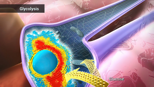 葡萄糖通过酶 释放能量和酸分解而分解词云激酶艺术代谢同义词关键词氧化白色途径文字背景