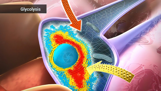 葡萄糖通过酶 释放能量和酸分解而分解文字途径氧化同义词代谢激酶异生能力白色艺术背景