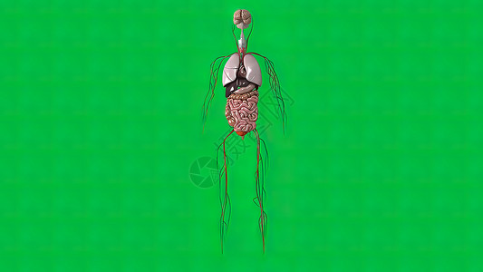 大脑 消化系统 呼吸系统和血管系统在绿色背景治疗胆囊积累食管信息冒号肠胃疼痛手术肝病背景图片