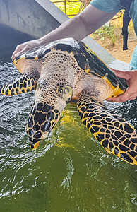 鹰嘴海龟自然抓住高清图片