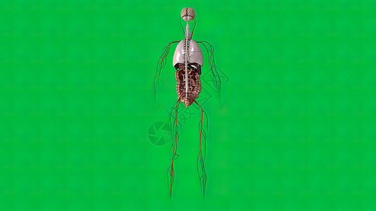 大脑 消化系统 呼吸系统和血管系统在绿色背景过程科学外科食管解剖学器官冒号疼痛治疗疾病背景图片