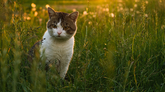背光的猫在日落和花朵的背景上 猫宠物公园草地小猫生活毛皮太阳背光花园荒野背景