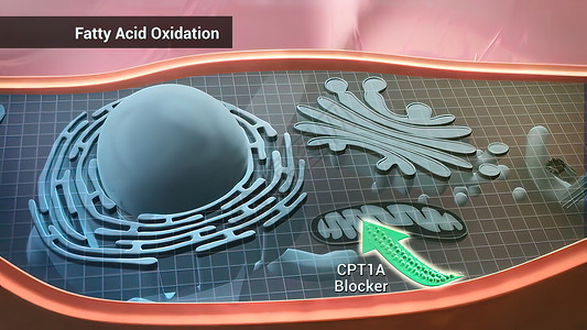 淀粉样蛋白脂肪酸氧化 即将脂肪酸转化为乙酰的线粒体氧化过程电脉冲细胞生物器官酵素风暴树突网络死亡药品背景
