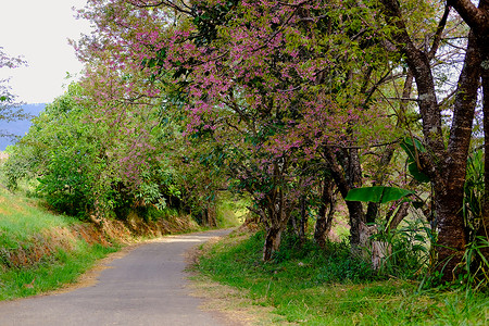 森林里有野生的黑马拉扬萨库拉樱花花风景花园植物学公园荒野植物群樱花季节森林植物背景图片