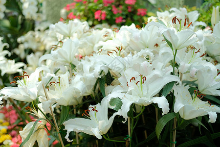 莉莉在花园中生长的白百合植物叶子花瓣植物群槐花公园植物学白色背景