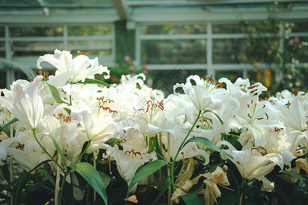 在花园中生长的白百合植物群叶子花瓣白色公园植物学植物槐花图片