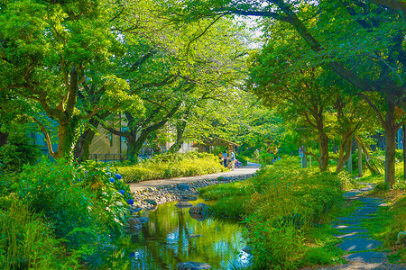 玉川呼吸河绿色道路公园太川市溪流河流绿色公园背景