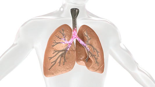 软骨细胞人体肺部氧气和二氧化碳的碳二氧化交换流量支气管空气哮喘呼吸气管呼吸系统交换毛细血管呼吸道背景