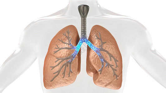 上呼吸道人体肺部氧气和二氧化碳的碳二氧化交换医学红细胞毛细管生物哮喘呼吸道毛细血管软骨支气管呼吸系统背景