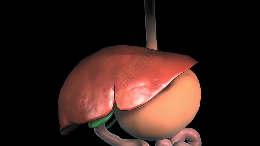 肝衰竭人类肝脏解剖 肝癌症状器官癌症细胞解剖学男性科学肝炎信息黄疸胆囊背景