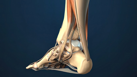 腿麻木脚中断裂的叶子或天登鞭策药品脚跟伤害健康按摩风湿神经疾病肌肉背景