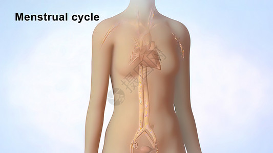 周期系统3D 医学插图 女性生殖系统 月经周期压力症状时间药品女人毯子腹痛月经子宫技术背景