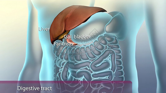 消化系统中的辅助性器官治疗腹部消化道冒号肝病生物学食管大肠手术疾病背景图片