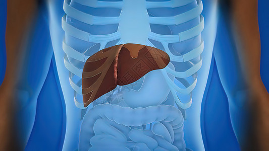 肝脏细胞人类肝脏解剖和肝器官定义症状脂肪信息治疗药品解剖学疼痛器官科学癌症背景