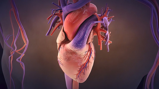心脏细胞心脏瓣膜 瓣膜使血液以正确的方向流过心脏疾病插图组织心血管细胞攻击运动戏剧性蓝色解剖学背景