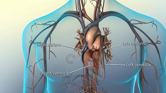 症状导致血液弹射到动脉和肺后备箱中心电图心绞痛心血管男性攻击疾病心律失常心脏病速度充血性背景图片