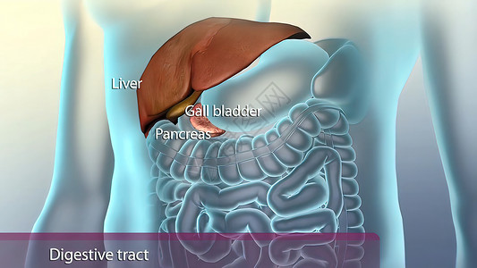 消化系统中的辅助性器官肝病大肠消化外科图表消化道胆囊治疗手术生物学背景图片