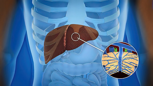 人类肝脏解剖和肝器官定义细胞器官黄疸脂肪胆囊症状图表疼痛药品生物学背景图片
