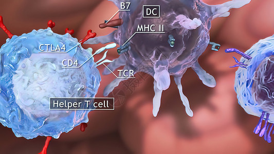 cd4立体字辅助细胞 Th 细胞 也称为 CD4 细胞或 CD4 阳性细胞 是一种在免疫系统中发挥重要作用的 T 细胞临床输血凝块药店滴水液背景