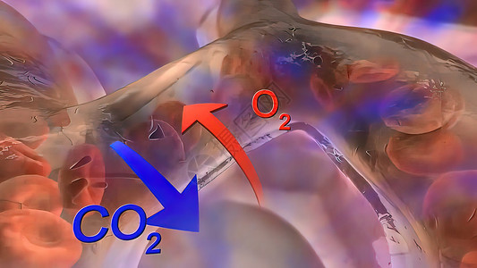 循环系统 肺动脉流出血液细胞肺泡支气管流量插图生物交换医学气体毛细血管背景图片