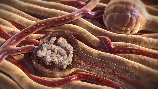 人体循环系统3D 肾脏传播医学血流肾上腺解剖学血液学医疗器官红细胞人体肾叶皮质背景