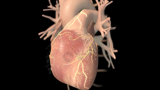 华阴老腔人类心脏 现实的解剖3D模型 人的心脏在监视器上静脉动脉心肌肌肉伤害节点阀门心脏病发烧疼痛背景