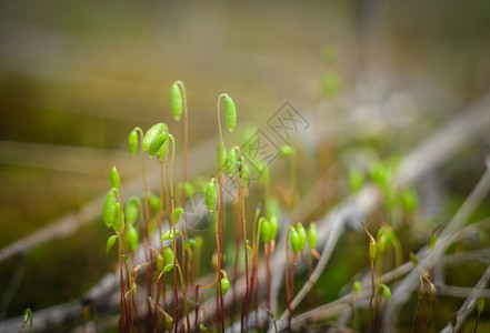 青苔的宏大 森林苔的微小世界生态卡片阳光地衣场地叶子晴天植物学配子体植物群背景图片