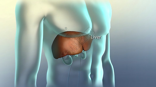 人体的肝脏 胰腺和肾脏男性信息疼痛药品器官解剖学外科生物学症状癌症背景图片