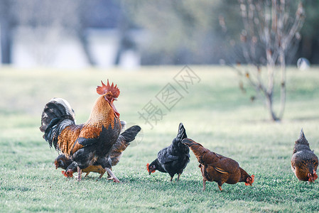 公鸡和小鸡 散养公鸡和母鸡经济农家院梳子翅膀牧场羽毛鸟类农庄家禽太阳背景图片