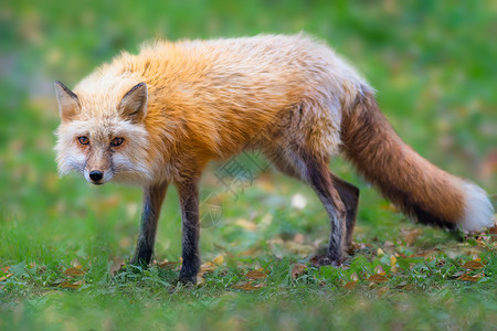 圣诞节狐狸红狐妈妈在找食物背景