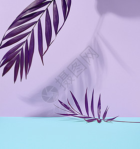 紫色棕榈叶 蓝色紫罗兰背景有阴影背景图片