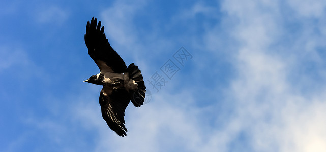 蓝色飞翔翅膀笼罩的乌鸦在天空中飞翔 翅膀散开羽毛荒野团体自由自然飞行动物野生动物食肉环境背景
