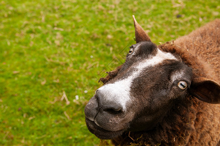 亲近的肖像羊脸 可爱的农畜羊肖像高清图片
