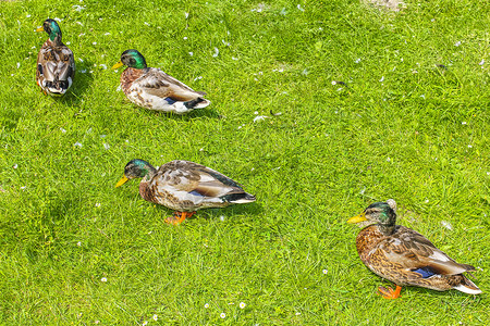 德国绿色草地天然背景的雄性母野鸭子荒野观鸟公园池塘团体血泊女性羽毛喂养鸟类背景图片