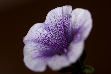 蓝色花朵 紧贴着Petunia 混合型家庭软体植物背景现代高品质的大型印刷家装饰紫色野花花园墙纸香味环境季节园艺植物群公园背景