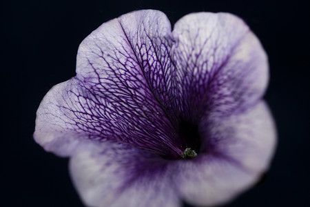 蓝色花朵 紧贴着Petunia 混合型家庭软体植物背景现代高品质的大型印刷家装饰宏观香味植物学园艺紫色热带生长野花墙纸公园背景