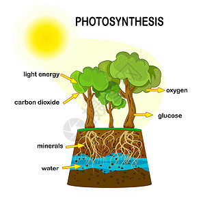 光合作用图表 植物产生氧的工艺;贴有标签的光合作用工艺设计图片