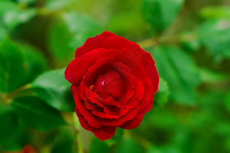 在植物绿叶背景上 红花瓣的灌木玫瑰露开芽蕾玫瑰宏观花园浪漫灯笼裤植物学植物群叶子衬套园艺背景