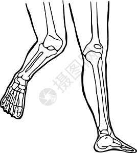 没腿的人人的腿画了图标 膝盖和脚踝关节的解剖结构图纸设计科学身体骨骼骨科插图绘画大腿艺术生物学男性插画
