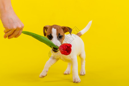 一只淘气的狗在演播室里跳着黄背景的郁金香 有趣的小狗和他的主人玩耍 捕捉荷兰花朵礼物荒野行动伴侣训练游戏强光犬类猎犬哺乳动物背景图片