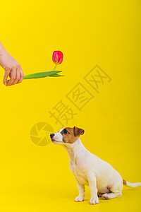 一只淘气的狗在演播室里跳着黄背景的郁金香 有趣的小狗和他的主人玩耍 捕捉荷兰花朵荒野动物喜悦展示训练伴侣朋友们犬类强光跑步背景图片