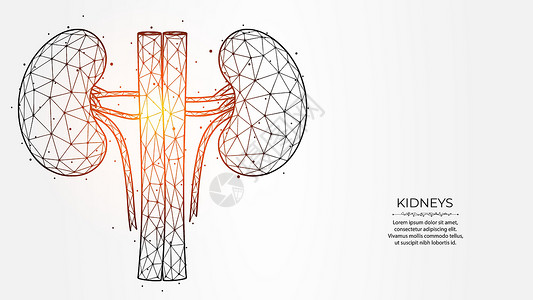 保利影城浅色背景下人体肾脏的抽象多边形矢量图解 内部器官低聚设计 肾脏病学医学横幅 模板或背景设计图片