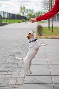 聪明的小狗杰克罗素梗在街上和主人玩耍 一只纯种短毛狗在一个面目全非的女人的手下跳跃 精力充沛的宠物在运动情妇活动飞行爪子短发女士背景
