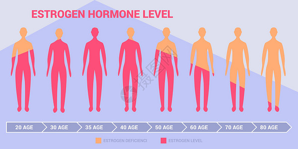 雌激素水平图与女性或男性身体轮廓和年龄数据设计图片