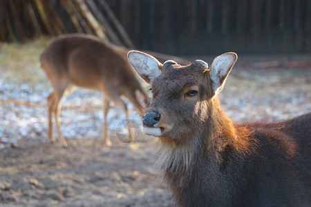 美丽的小鹿 没有鹿角 在动物园公园高清图片